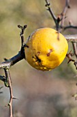 CHAENOMELES CATHAYENSIS