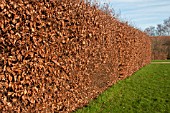 FAGUS SYLVATICA HEDGE