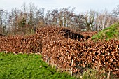 FAGUS SYLVATICA HEDGE