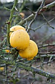 CHAENOMELES CATHAYENSIS