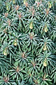 EUPHORBIA CHARACIAS SUBS WULFENII