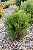 PINUS LEUCODERMIS COMPACT GEM