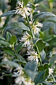 SARCOCOCCA CONFUSA