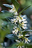 SARCOCOCCA CONFUSA