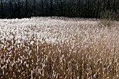 PHRAGMITES AUSTRALIS