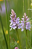 DACTYLORHIZA MACULATA