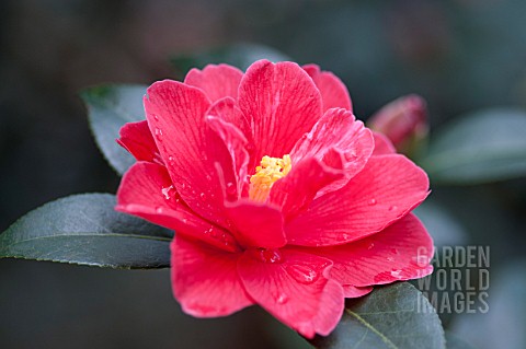 CAMELLIA_JAPONICA_FREEDOM_BELL