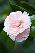 CAMELLIA JAPONICA MARGUERITE GOUILLON