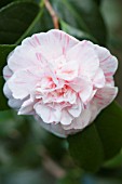 CAMELLIA JAPONICA MARGUERITE GOUILLON