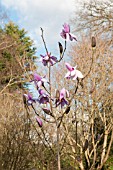 MAGNOLIA SARGENTIANA VAR ROBUSTA BLOOD MOON