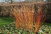 CORNUS SANGUINEA MIDWINTER FIRE