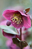 HELLEBORUS RODNEY DAVEY MARBLED GROUP ANNAS RED