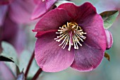 HELLEBORUS RODNEY DAVEY MARBLED GROUP ANNAS RED