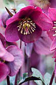 HELLEBORUS RODNEY DAVEY MARBLED GROUP ANNAS RED