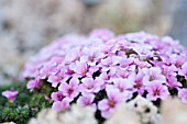 SAXIFRAGA X POLUANGLICA MILUJ MNE