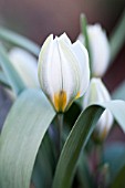 TULIPA BIFLORA