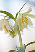 FRITILLARIA RADDEANA