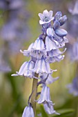 HYACINTHOIDES HISPANICA