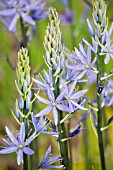 CAMASSIA LEICHTLINII CAERULEA