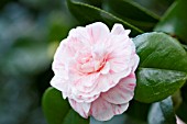 CAMELLIA JAPONICA MARGUERITE GOUILLON