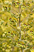 EUPHORBIA X MARTINII ASCOT RAINBOW