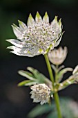 ASTRANTIA MAJOR SSP INVOLUCRATA SNAPE COTTAGE