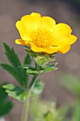 GEUM MONTANUM DIANA