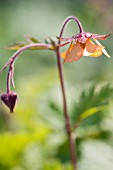 GEUM RIVALE MARMALADE