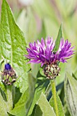 CENTAUREA MONTANA VIOLETTA