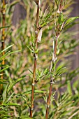 CHUSQUEA NIGRICANS