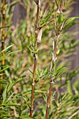 CHUSQUEA NIGRICANS