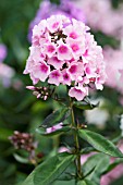 PHLOX PANICULATA BRIGHT EYES