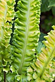 ASPLENIUM SCOLOPENDRIUM GOLDEN QUEEN