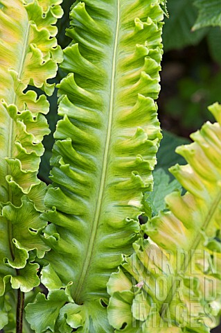 ASPLENIUM_SCOLOPENDRIUM_GOLDEN_QUEEN