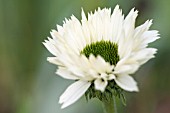 ECHINACEA PURPUREA VIRGIN