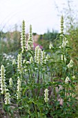 AGASTACHE RUGOSA F ALBIFLORA ALABASTER