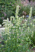 AGASTACHE RUGOSA F ALBIFLORA ALABASTER