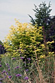 SAMBUCUS RACEMOSA SUTHERLAND GOLD