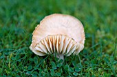 HYGROCYBE PRATENSIS