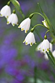 LEUCOJUM AESTIVUM