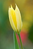 TULIPA SYLVESTRIS