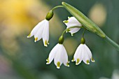 LEUCOJUM AESTIVUM