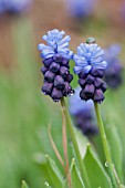 MUSCARI LATIFOLIUM