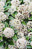 SKIMMIA JAPONICA FRAGRANS