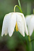 FRITILLARIA MELEAGRIS WHITE FORM