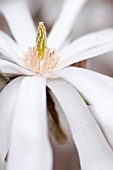 MAGNOLIA STELLATA