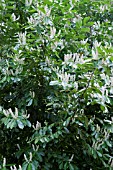 CLETHRA ALNIFOLIA