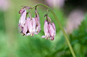 DICENTRA FORMOSA