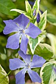 VINCA MAJOR VARIEGATA