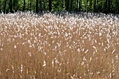 PHRAGMITES AUSTRALIS